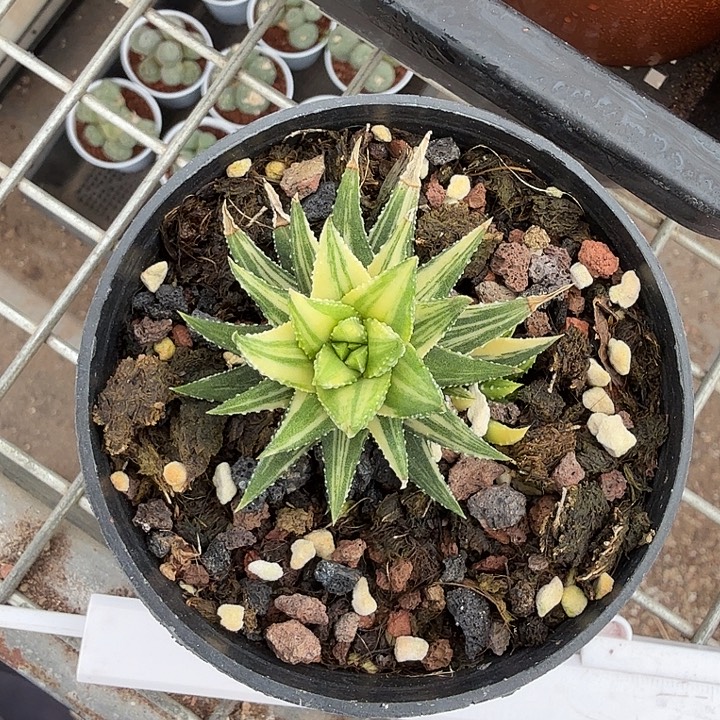 古迪锦单头4仙人球