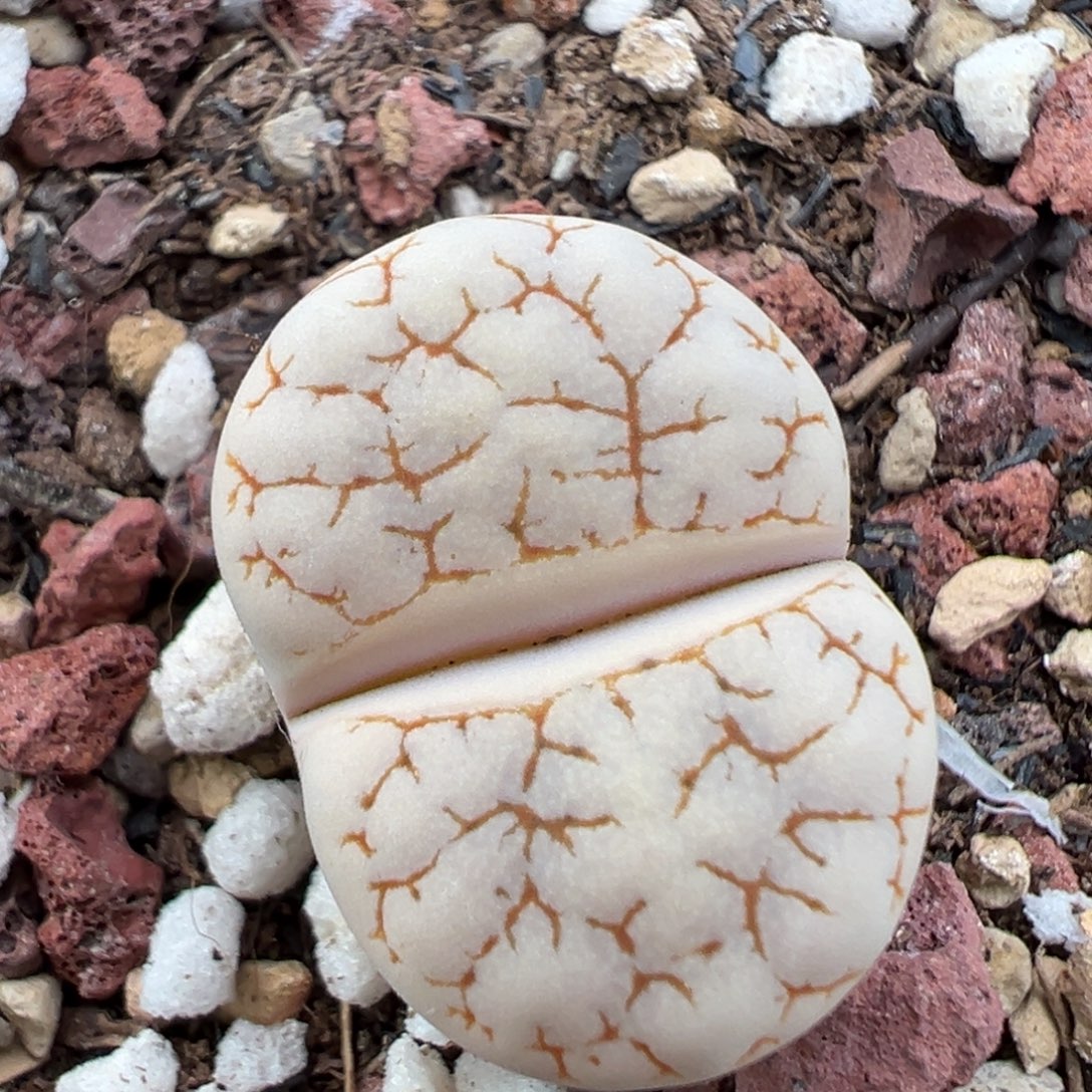 11.11好看的多肉脱土发货075