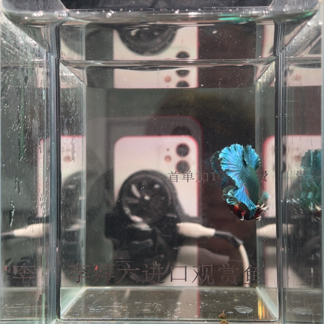 斗鱼精品印尼斗鱼115