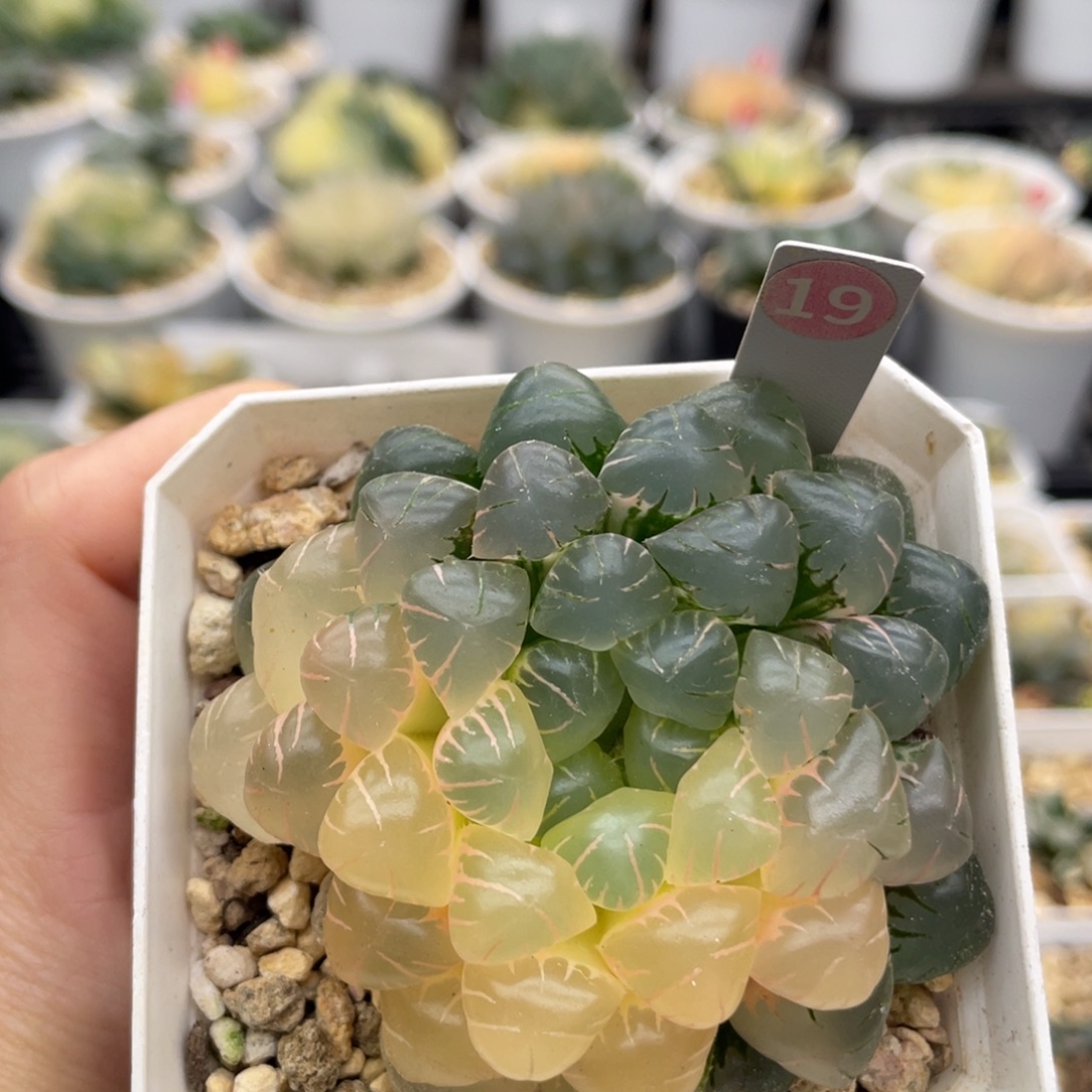 19 冰灯玉露锦 111111