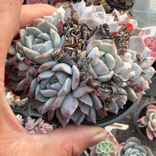 202不知名多肉植物