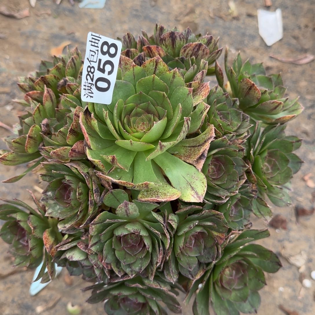 万拉丝多肉058满28包邮断枝不包