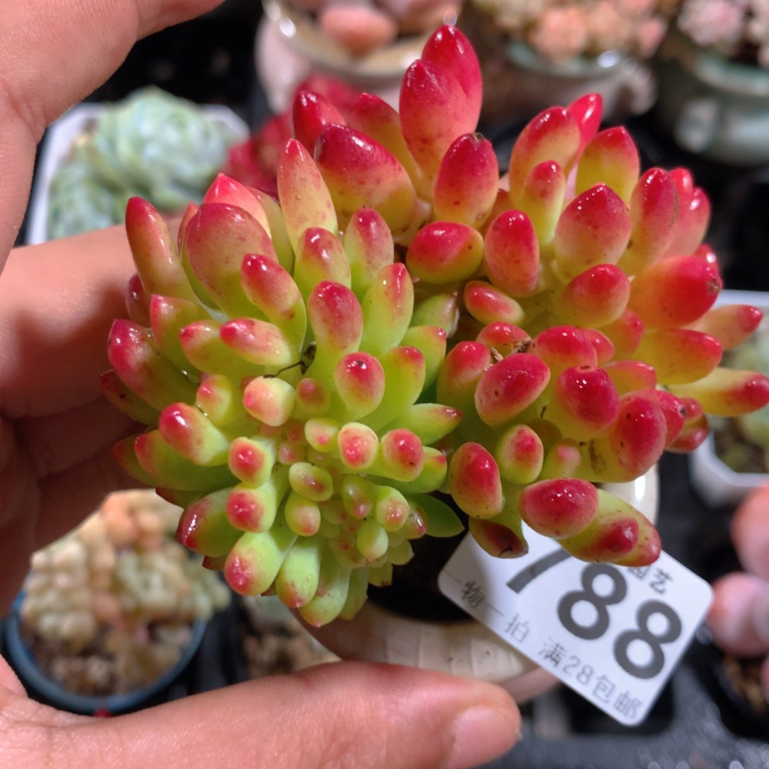 5CM拇指盆精控多肉ZG788