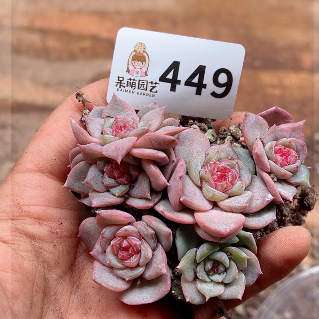 多肉植物多肉植物