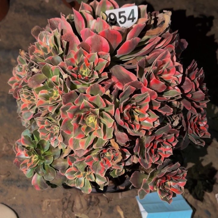 954女妖多肉植物不售后