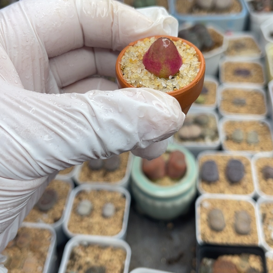 多肉植物一物一拍5