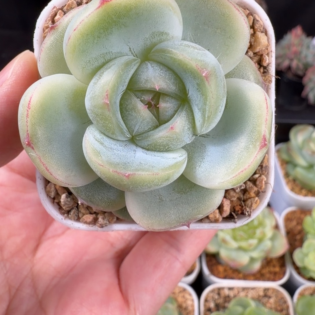 胖珍妮单头福利97号