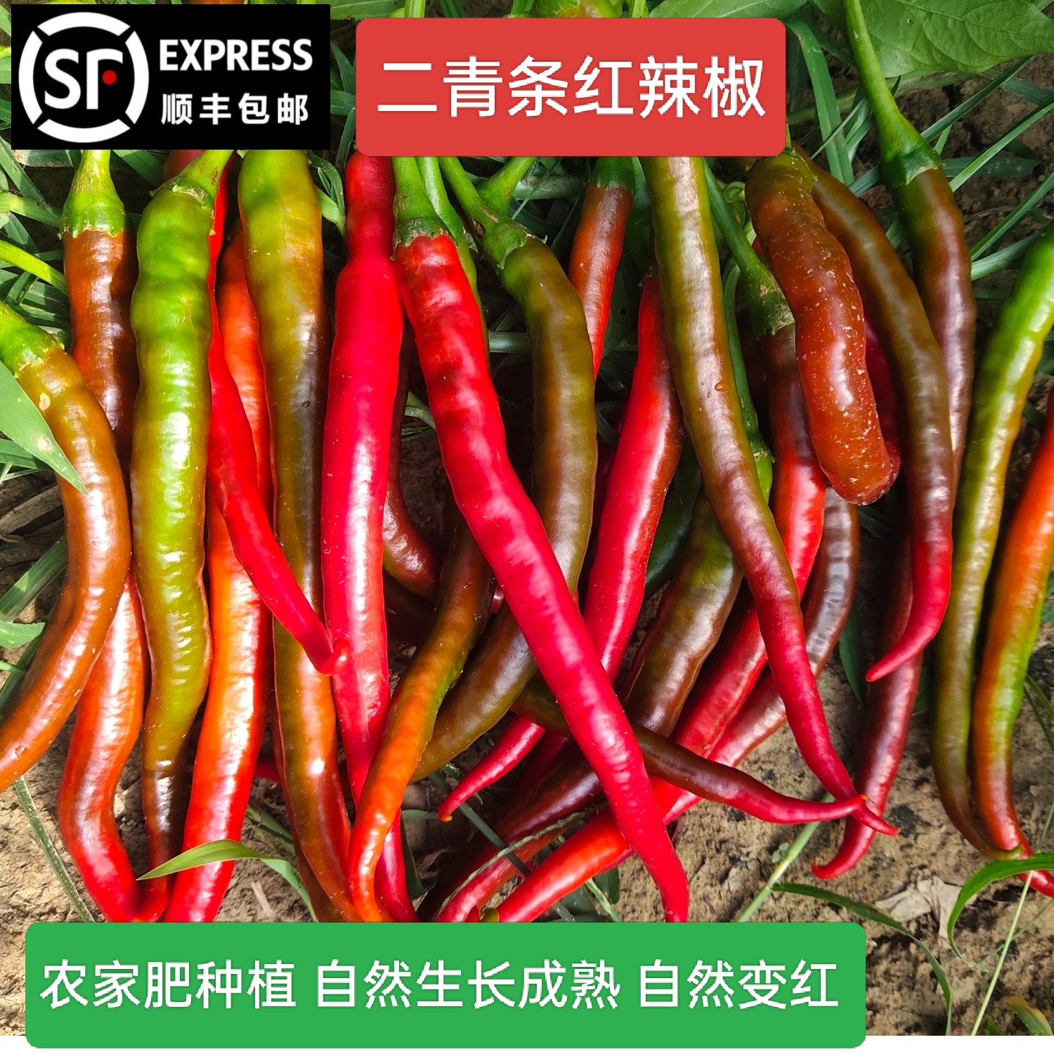 蔬菜哥农家自种红辣椒 二青辣椒 自然红5斤起顺丰包邮