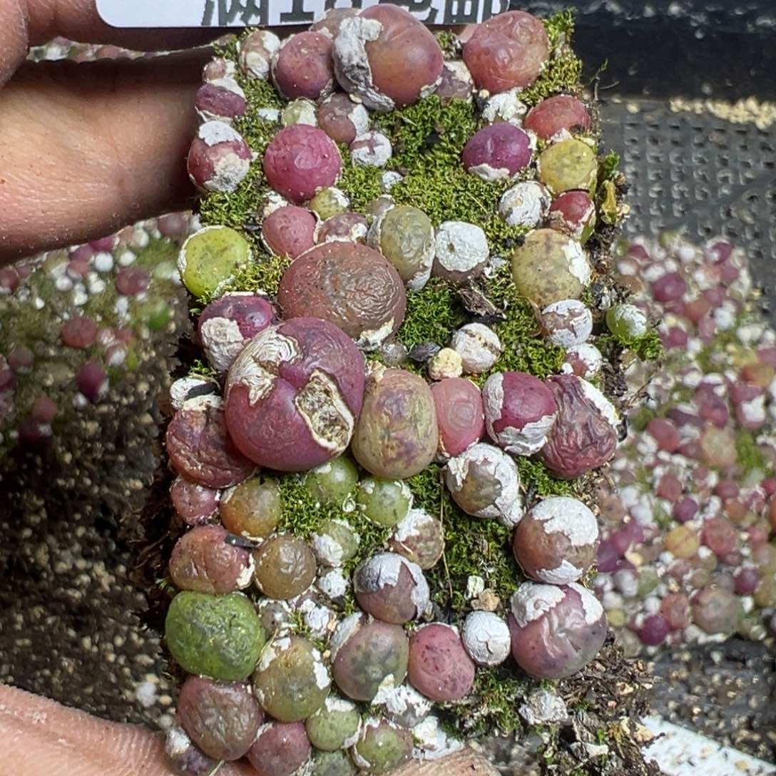 【闪购商品】 025。  