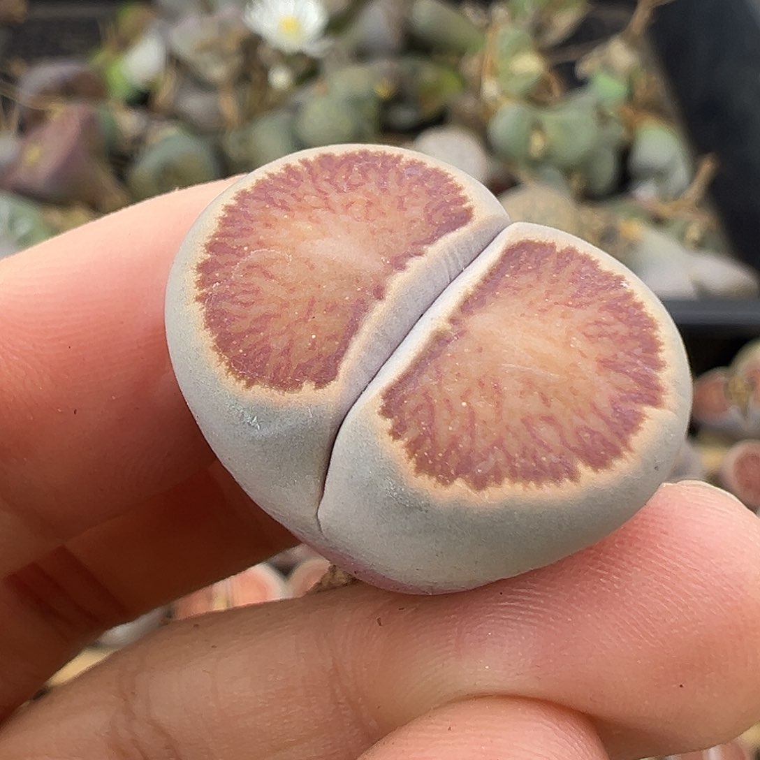 3159美菊菊福利清