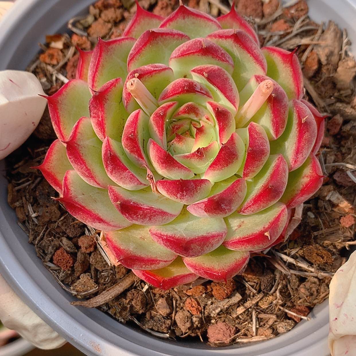 【闪购商品】云1126