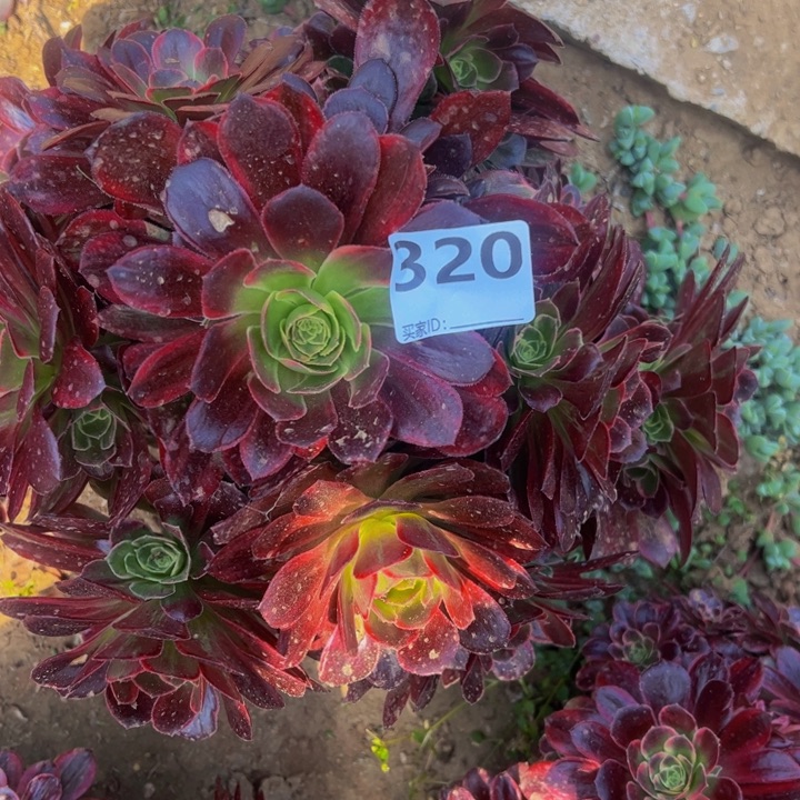 安娜多肉植物320