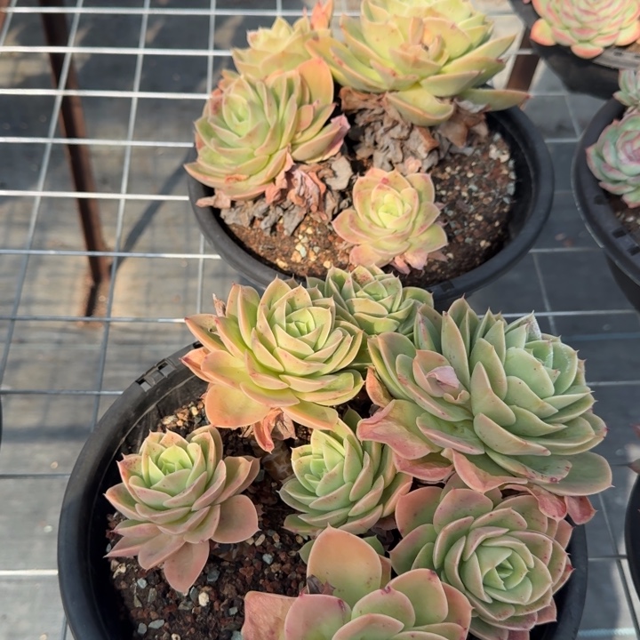 星纳塔群保5头发货多肉