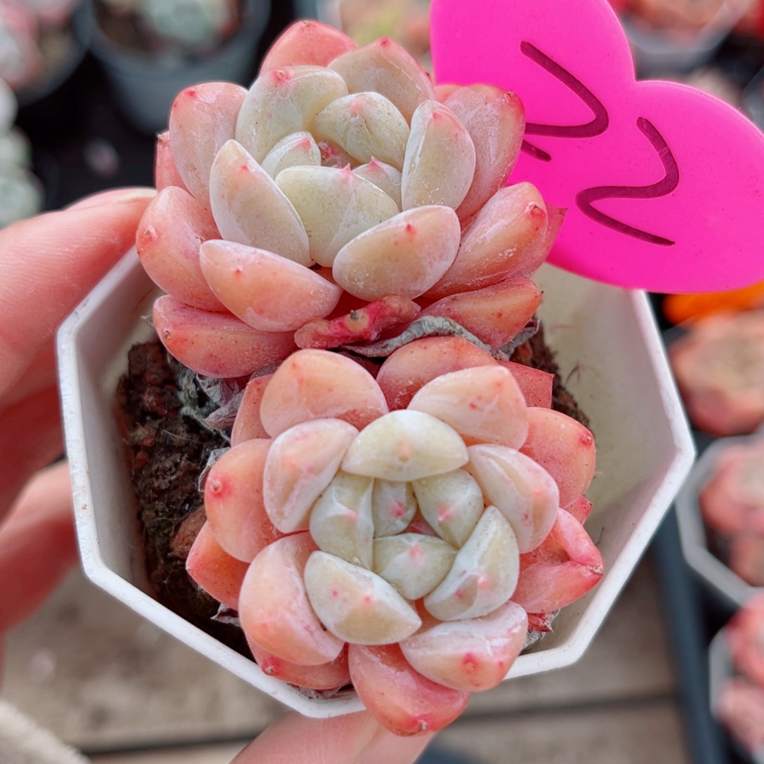 22号小老桩糖心双头