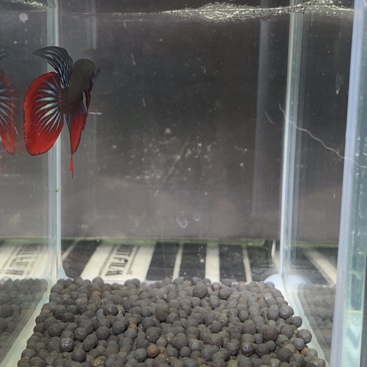 斗鱼泰国斗鱼544号