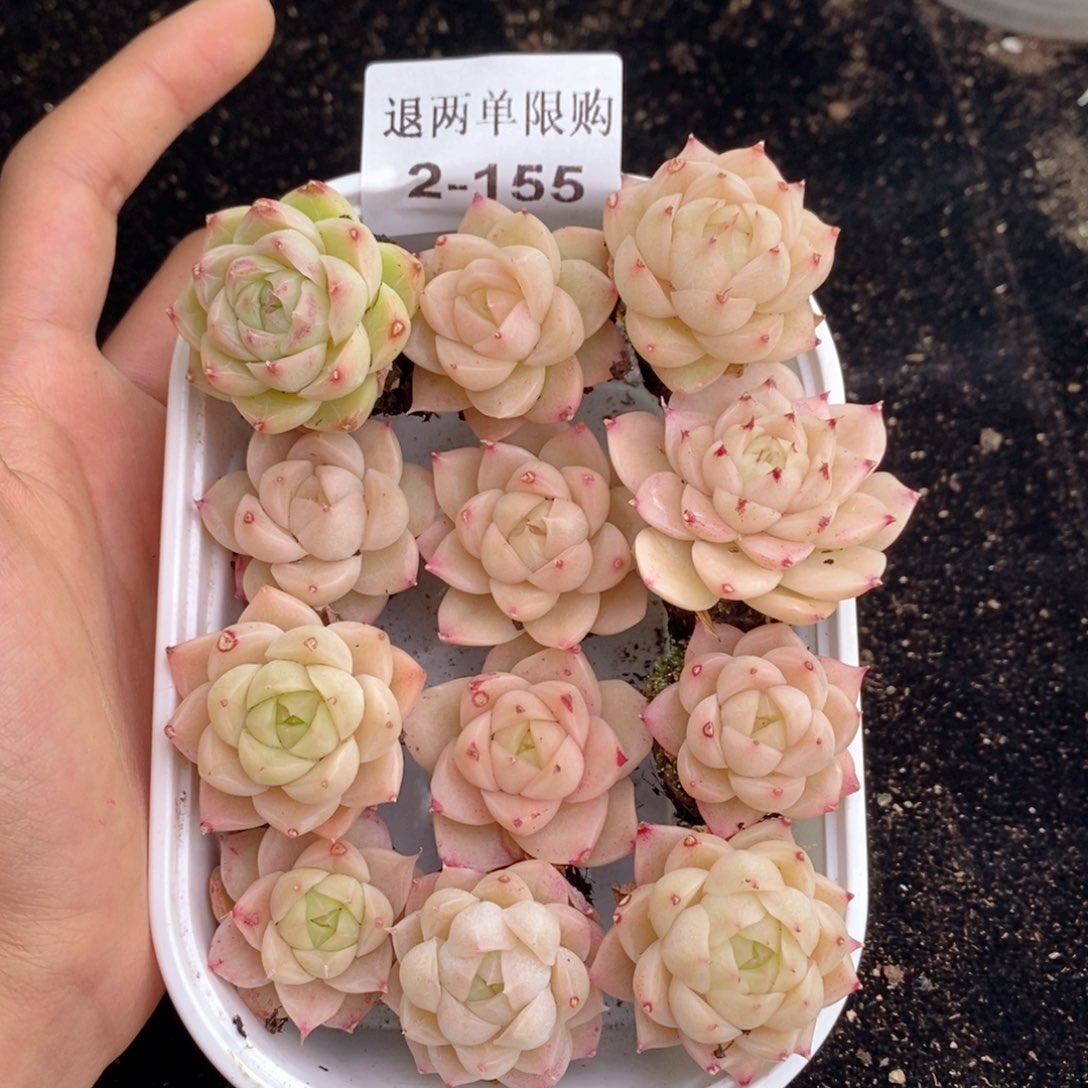 2-155 新疆西藏内蒙不发其他一单包邮两到三公分多肉