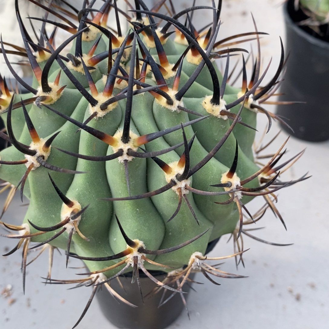 黑曜丸无根仙人球