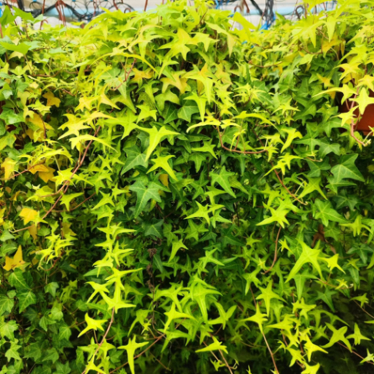 【黄金海岸线·常春藤】盆栽趣味家居植物