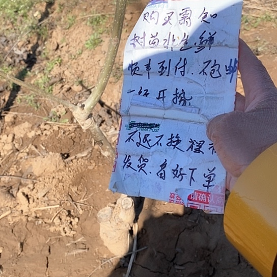 文玩核桃把件云****登血麒麟