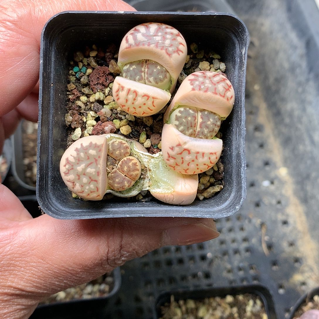 D44多肉植物保护研究所