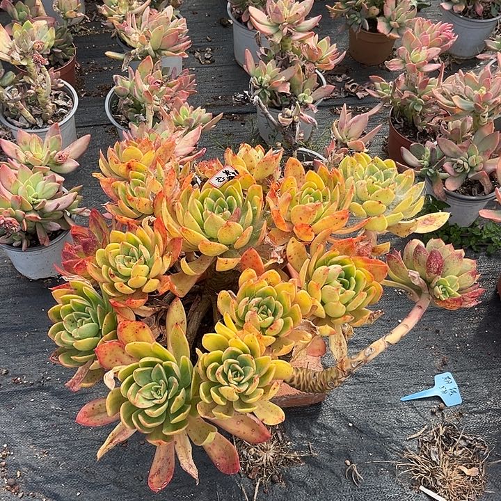 多肉恋*朱花蝴蝶12345