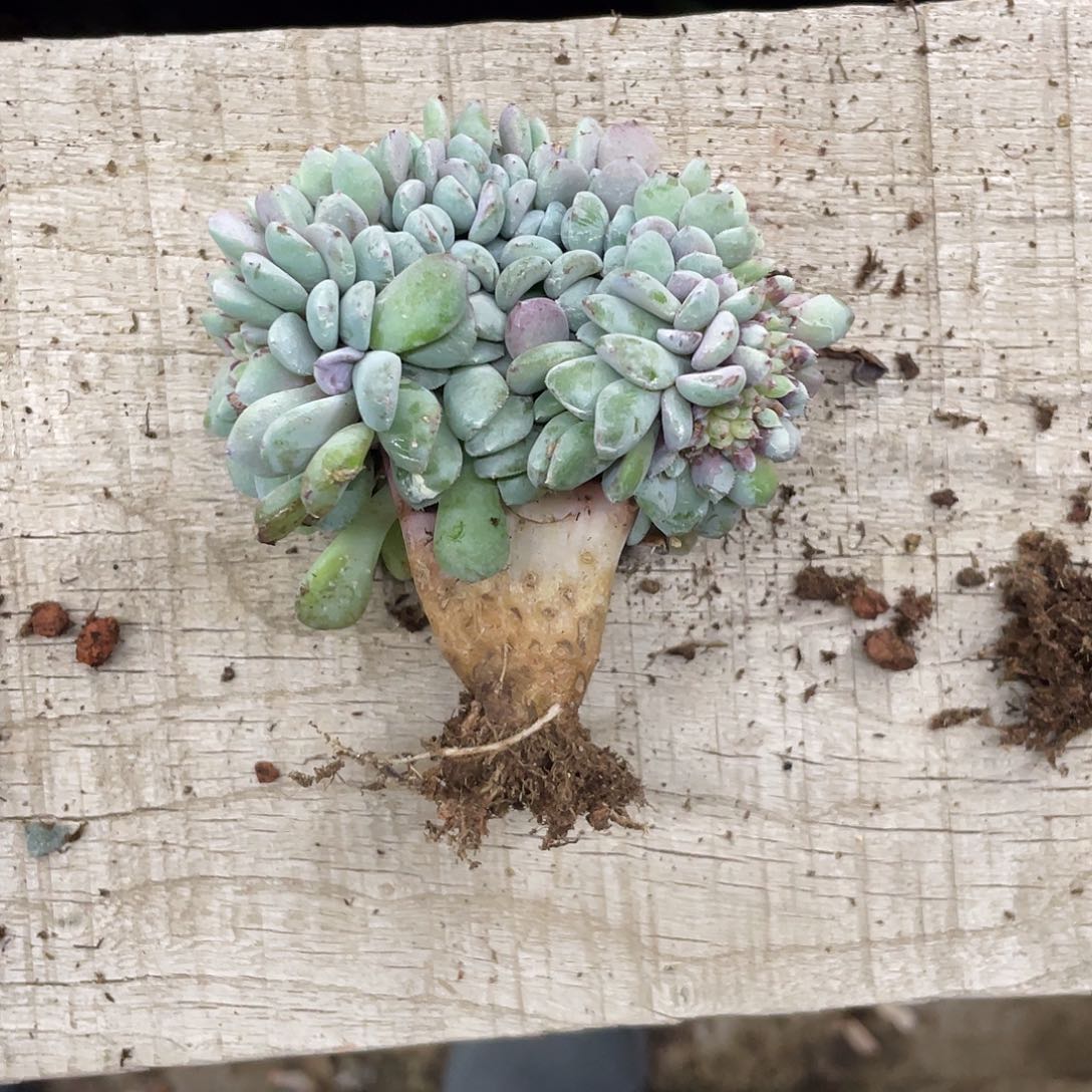 朱丽安娜粉，底切，介意慎拍
