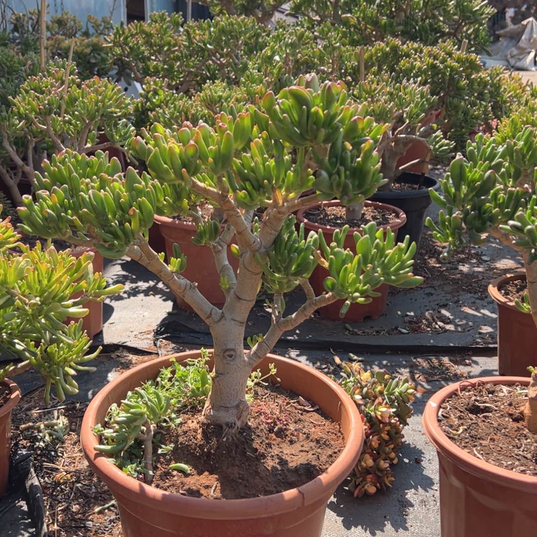 5年吸财树带土球发货