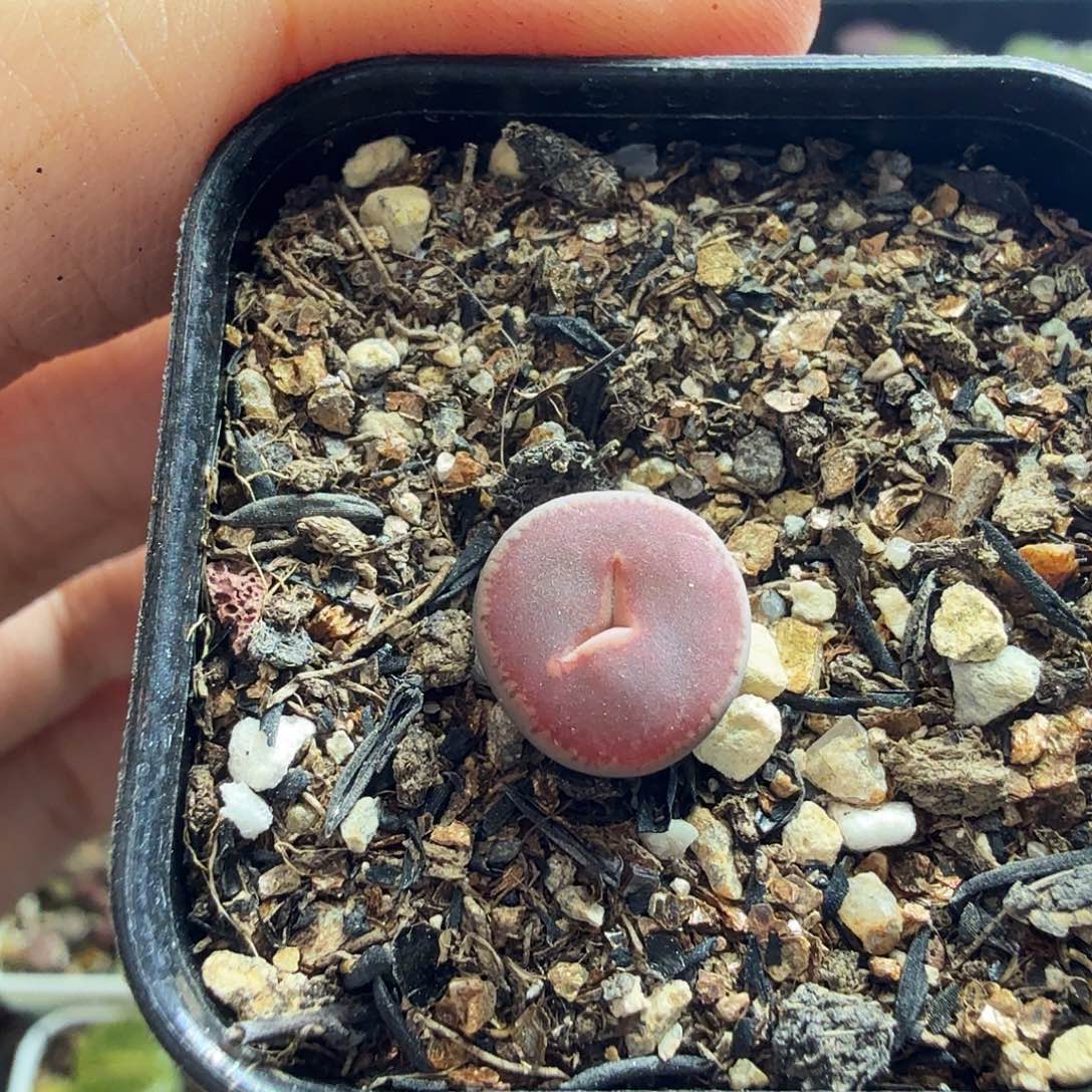 菏***店多肉葡萄的味道也457