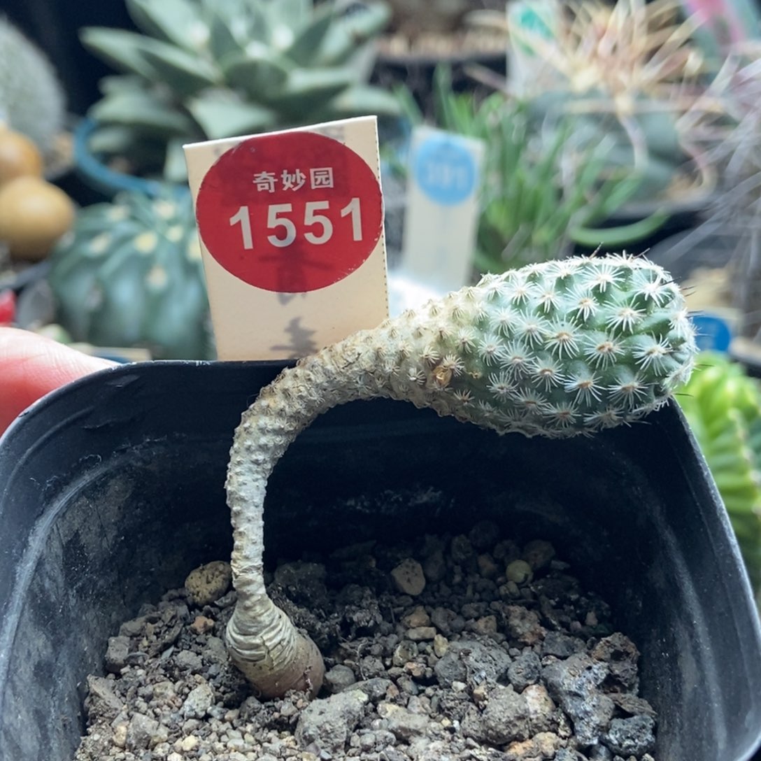 实生赤花美针玉1.9cm