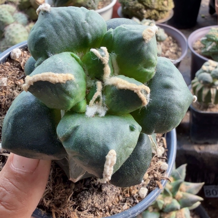 森***王136蛋蛋牡丹仙人球