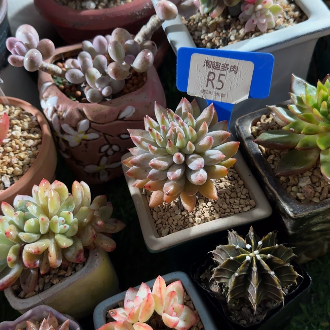 l***a到时候植物钻石美容美容5