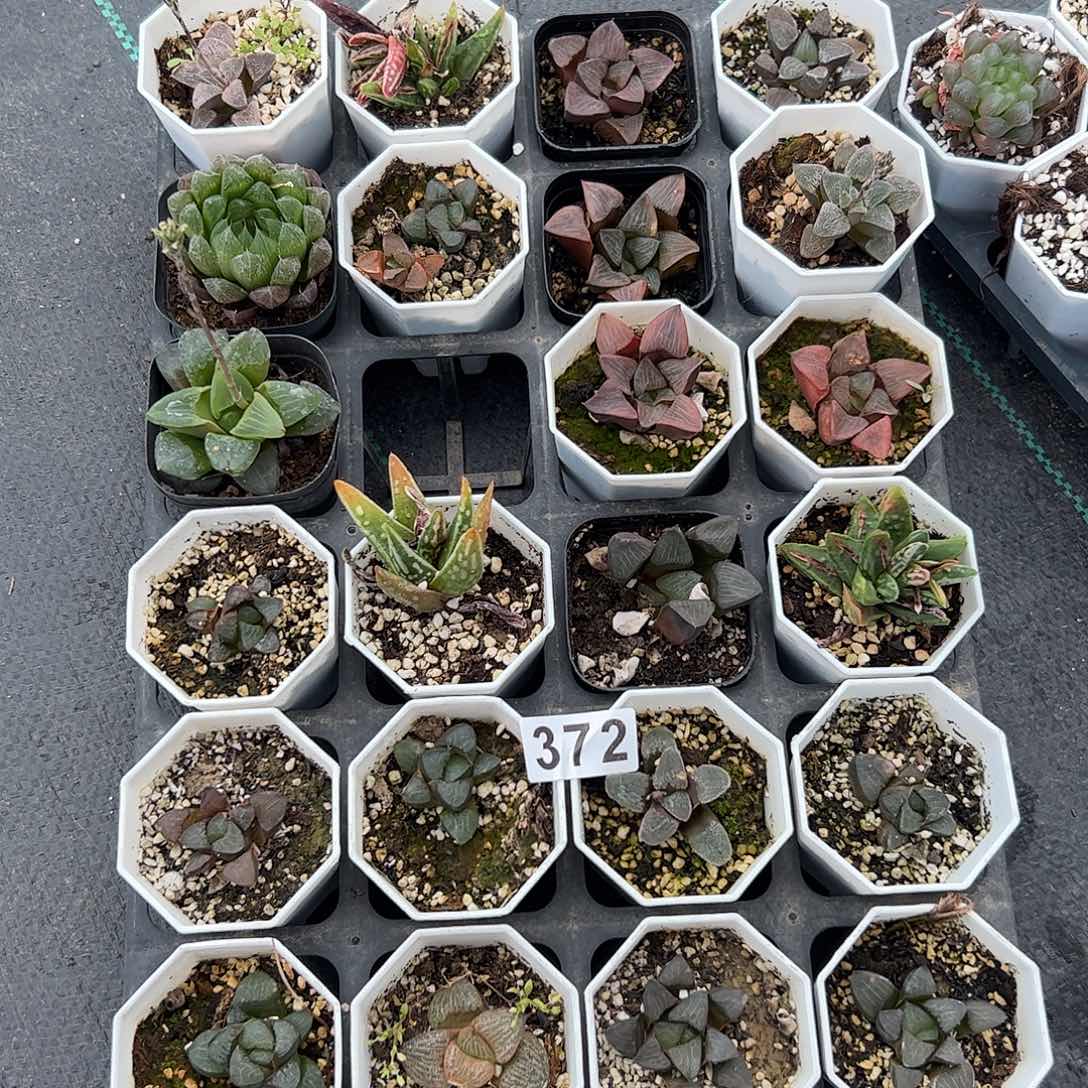 脱土带伤无根十二卷多肉