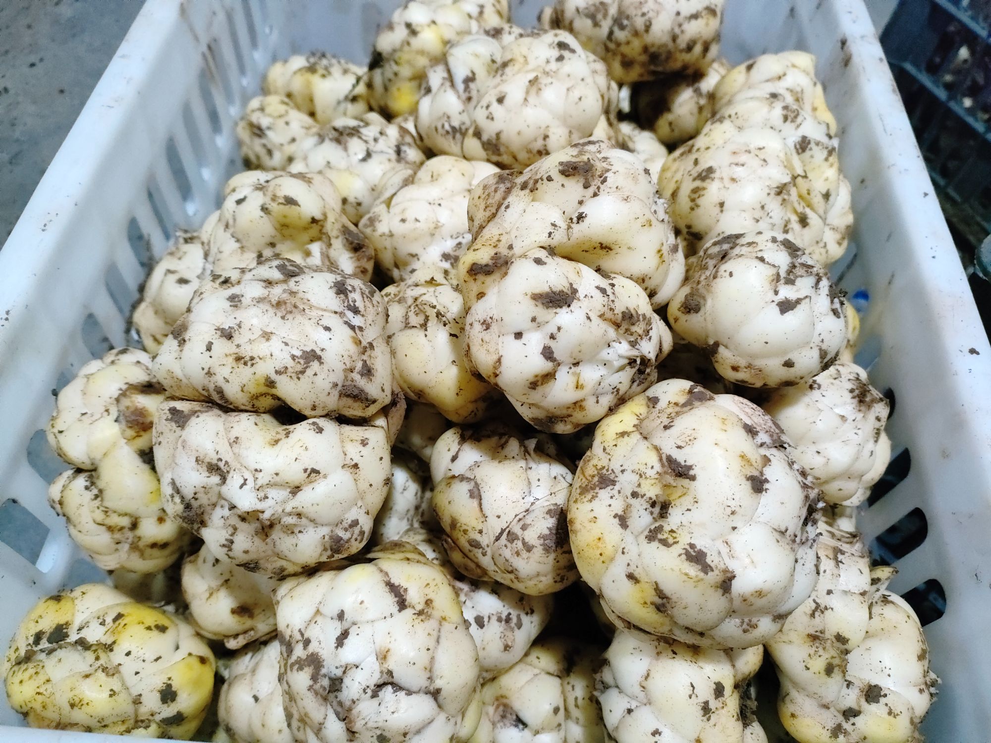 新鲜上市新鲜现挖食用鲜百合口感软糯的农产品