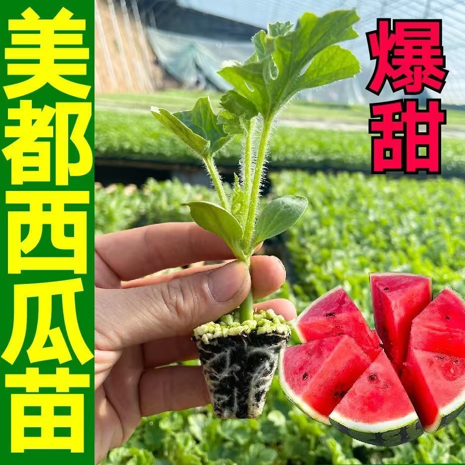 高产早熟美都嫁接西瓜苗阳台盆栽四季种植懒汉西瓜秧苗
