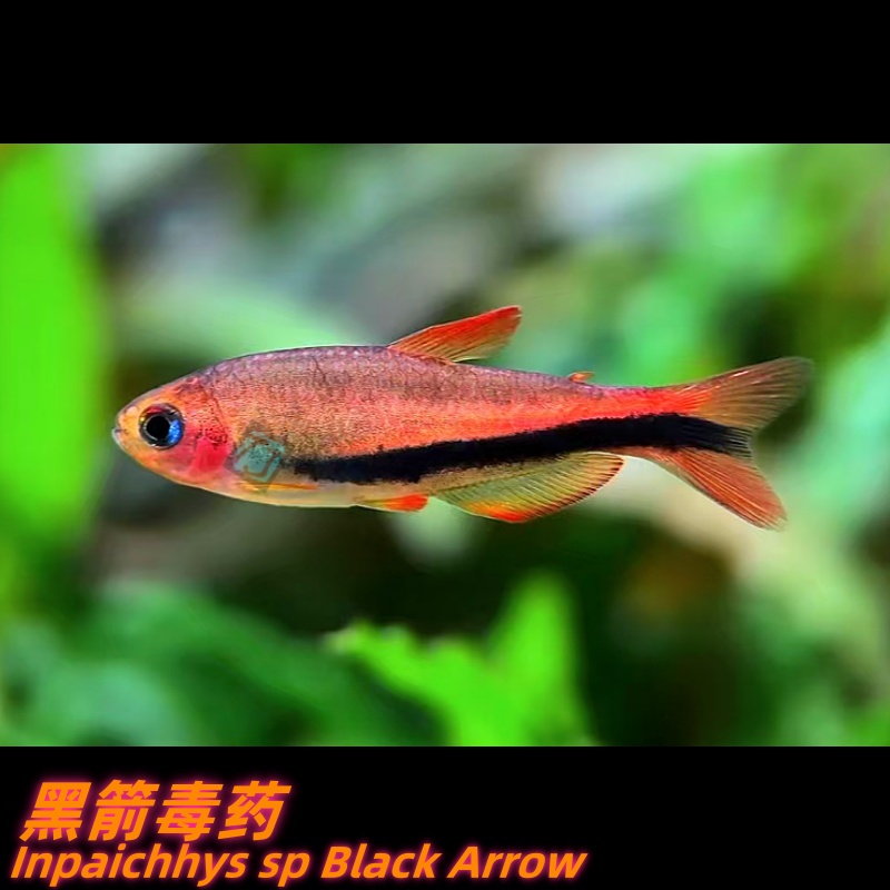 特价款 黑箭DY 巴西人工灯鱼 包损/满额包邮@【TJ水族社】