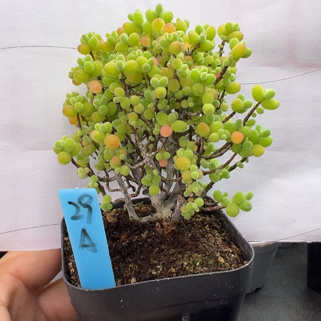 精控金桔糖球29号