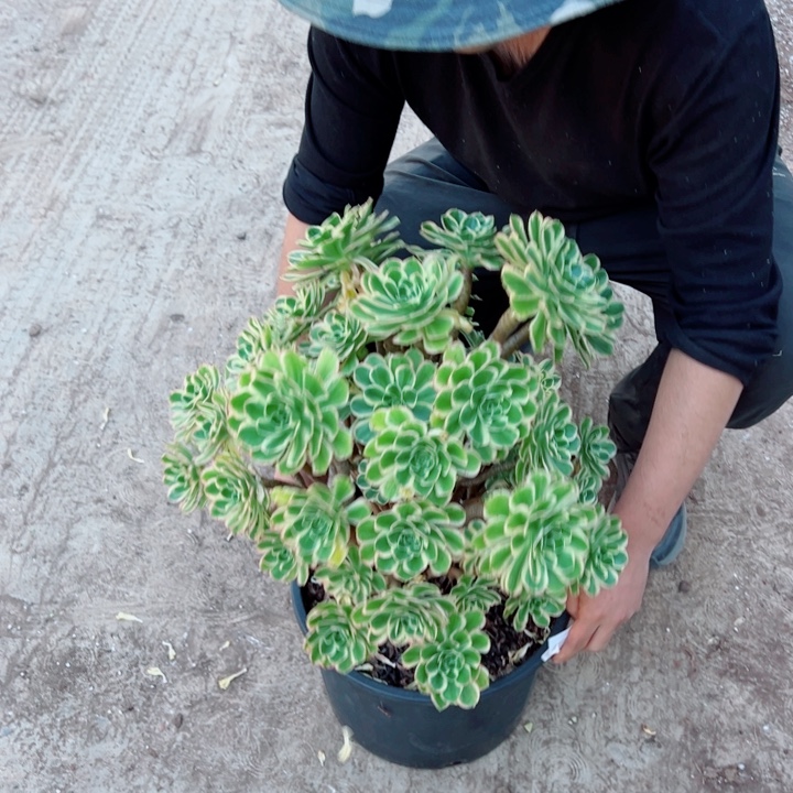 超大大绿玫瑰71号多肉法师