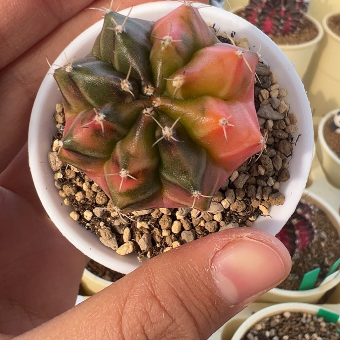 619 好看的米哈冲冲冲