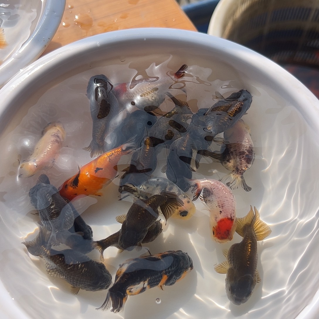 黄***翔海水鱼11111111111111