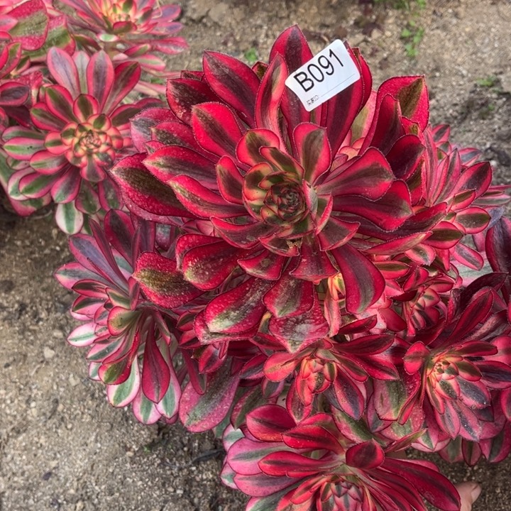 091香奶奶多肉植物