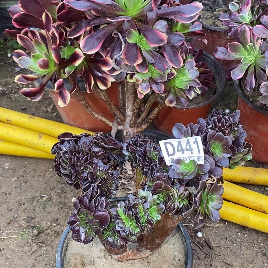 453-441 多肉植物不包断枝包邮