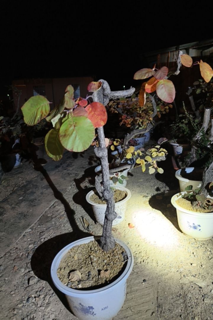 缘梦盆景#香山红叶黄栌#盆景素材