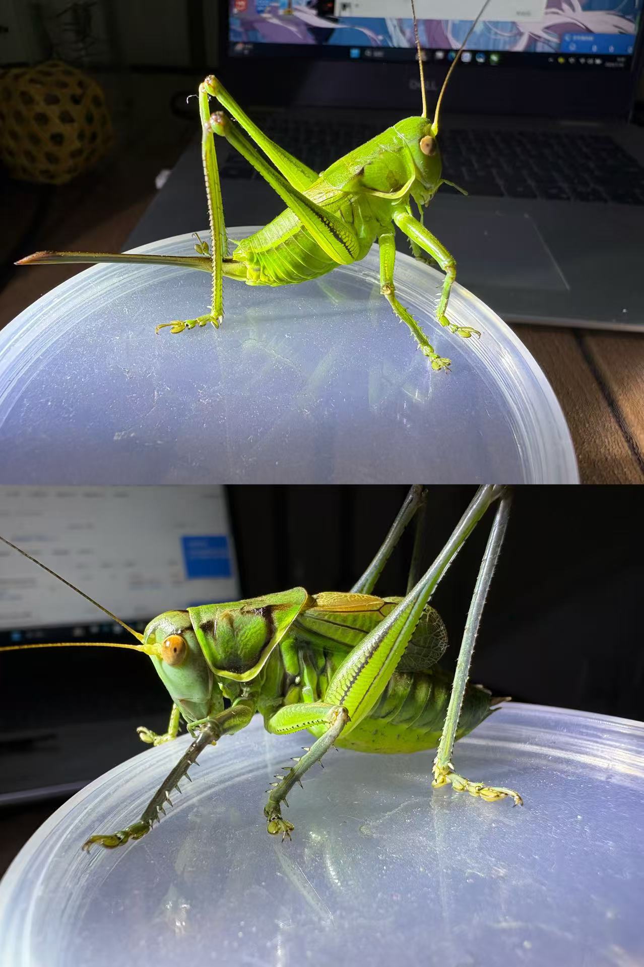 保定易县纯野山青公+母颜色翠绿体型好包活包叫偏远地区发不了