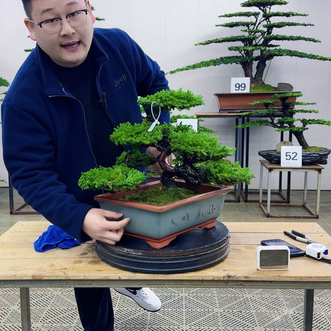 盆景柏树造型盆景