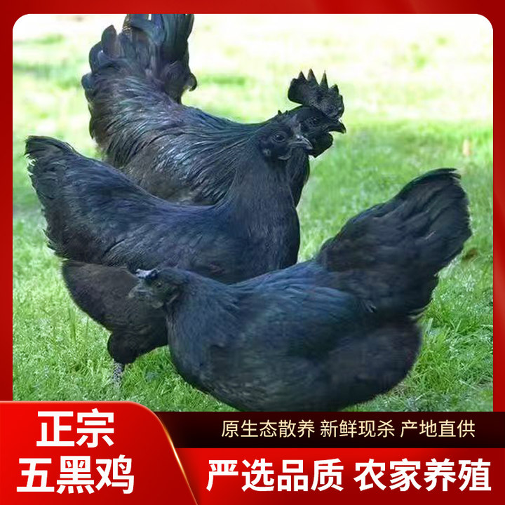 贵州散养五黑鸡散养土鸡农家原生态营养无饲料现杀真空发货