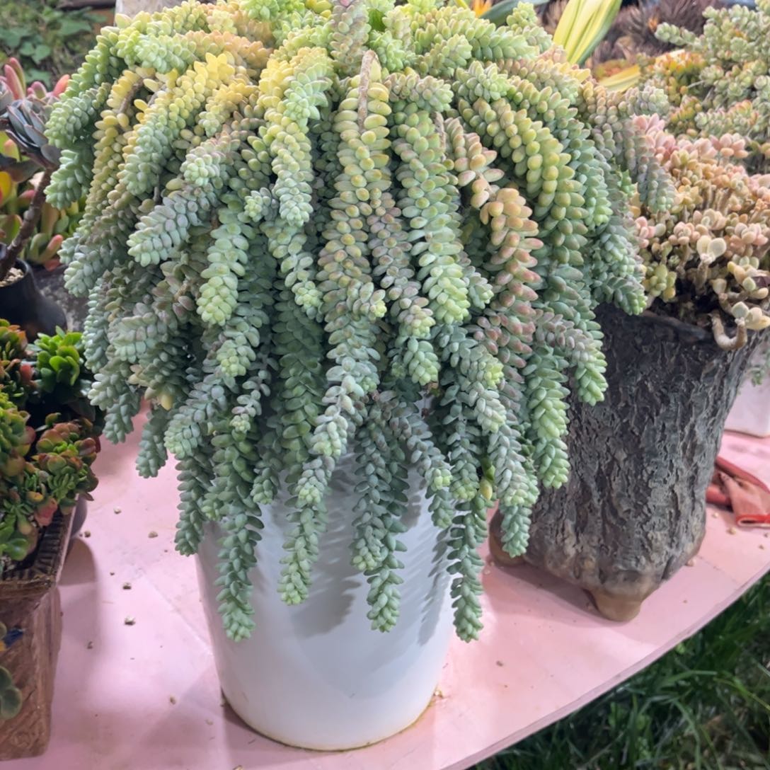 扭***柴多肉植物保护研究所所长