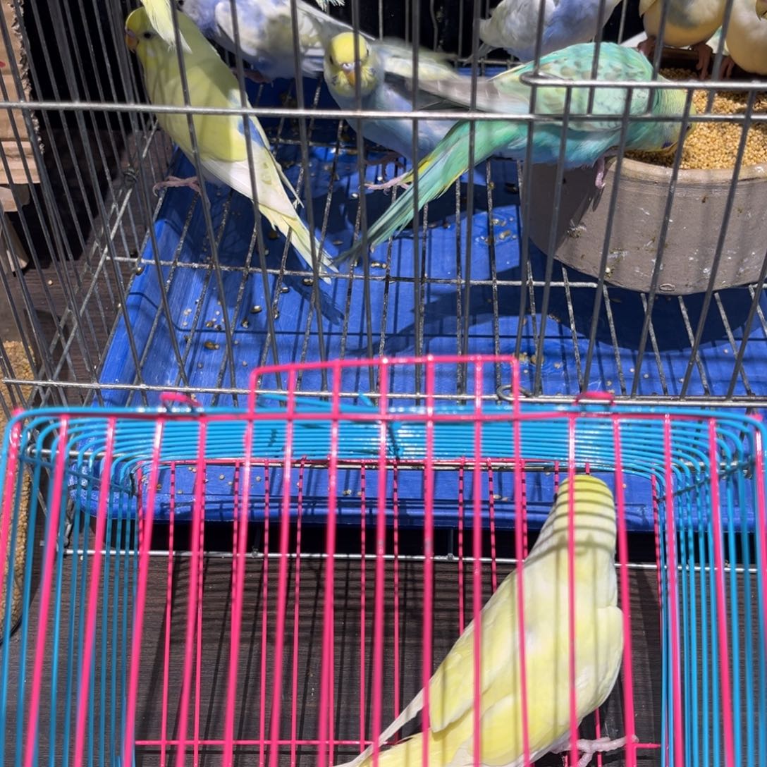 虎皮鹦鹉金彩虎皮鹦鹉金奶黑公，一物一拍不退换