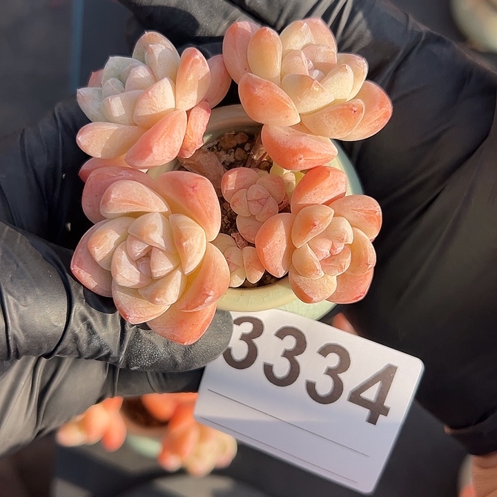 爱****3334四头冰玉带盆发的