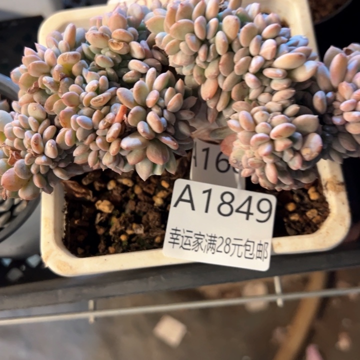 幸运的是我的朋友是