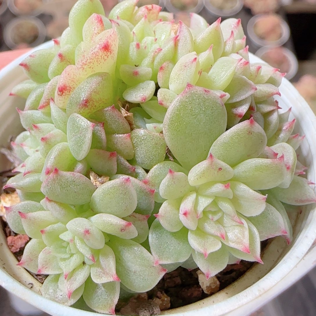 花语多肉1211-165散